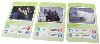 Настольная игра 'Это факт! Зоопарк' 3