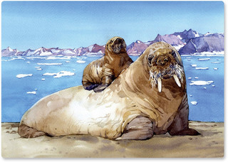 Деревянный пазл 'Атлантический морж' 21х30 см, 150 деталей, Davici 6