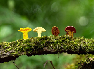 Настольная игра Грибные места (Wonder Woods), Стиль Жизни 9