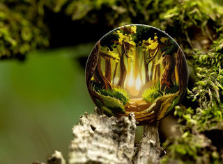 Настольная игра Грибные места (Wonder Woods), Стиль Жизни 7