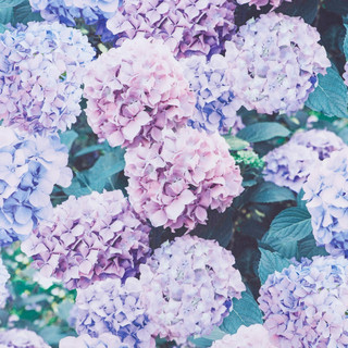 Бумага упаковочная глянцевая «Нежные », 50 x 70 см 2