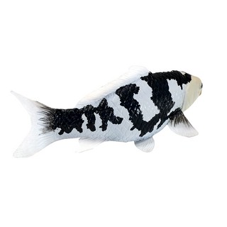 Карп кои - Сиро Уцури, KONIK 4