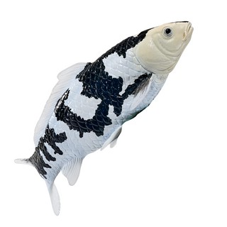 Карп кои - Сиро Уцури, KONIK 6