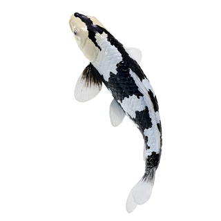 Карп кои - Сиро Уцури, KONIK 8