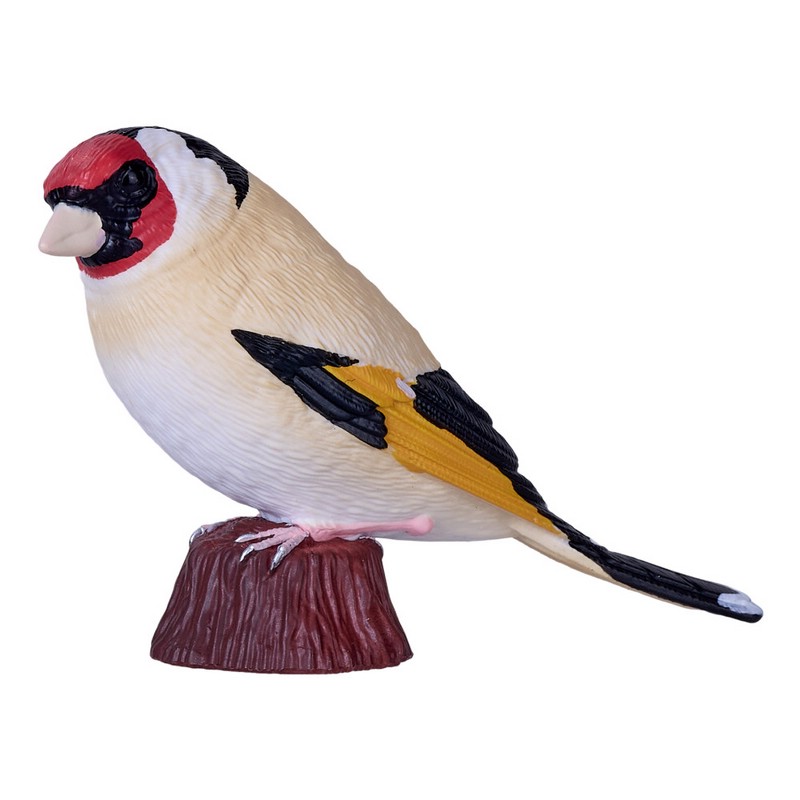 Европейский щегол, KONIK