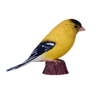 Американский щегол, KONIK 4