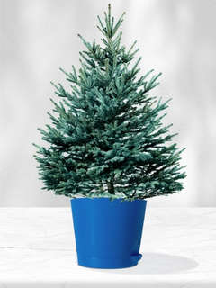 Набор д/выращивания растений 'Магия цветов: Ель голубая' 3