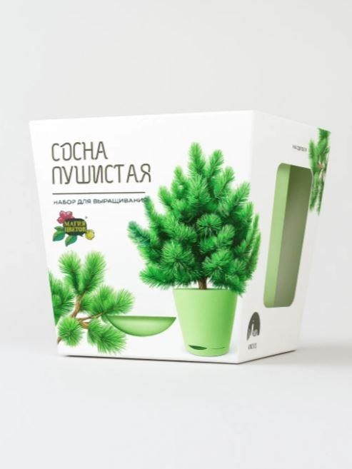 Набор для выращивания растений 'Магия Цветов: Сосна пушистая'