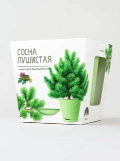 Набор для выращивания растений 'Магия Цветов: Сосна пушистая'