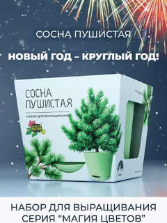 Набор для выращивания растений 'Магия Цветов: Сосна пушистая' 2