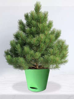 Набор для выращивания растений 'Магия Цветов: Сосна пушистая' 3