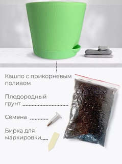 Набор для выращивания растений 'Магия Цветов: Сосна пушистая' 4