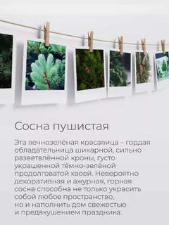 Набор для выращивания растений 'Магия Цветов: Сосна пушистая' 5