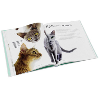 Все породы кошек 2