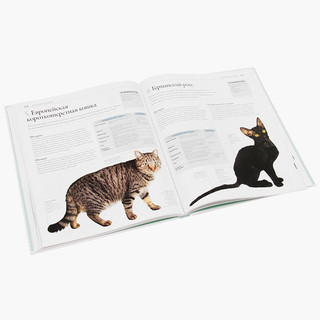 Все породы кошек 4