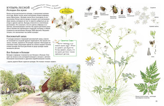 Софи в мире цветов 3