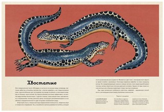 Анималиум 3