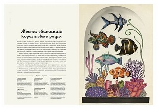 Анималиум 7