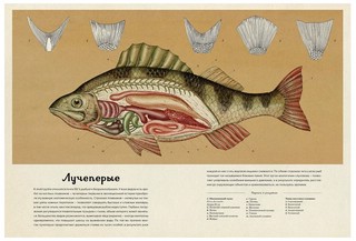 Анималиум 8