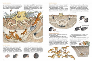 В лесу. Зима. Весна. Лето. Осень 3