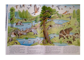 В лесу. Зима. Весна. Лето. Осень 5