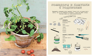 Огород на подоконнике 4