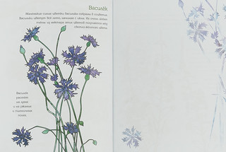 Мой первый гербарий. Цветы и листья 3