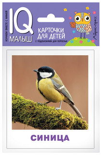 Птицы. Обучающие карточки для детей