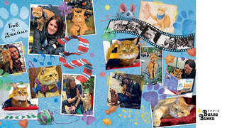 Кот по имени Боб - настоящий друг 7