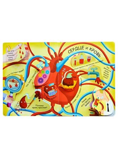 Мое тело. Волшебные окошки 10