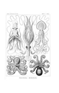 Происхождение видов 9