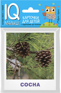 Деревья. Обучающие карточки для детей