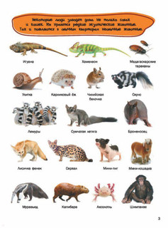 5000 картинок, которые можно рассматривать целый год 3