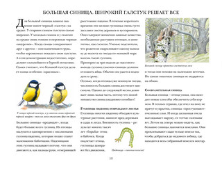 Синицы и их родня 2