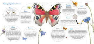 Моя книга бабочек 4