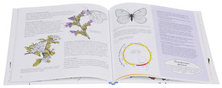 Моя книга бабочек 5