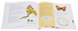 Моя книга бабочек 6