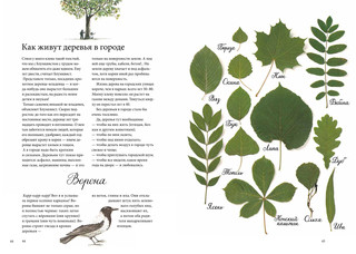 Календарь Линнеи 6