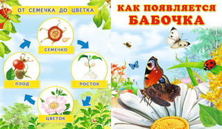 Как появляются цветок, бабочка, лягушка, птица 3