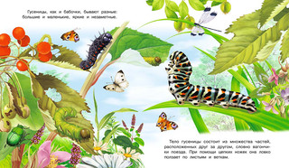 Как появляются цветок, бабочка, лягушка, птица 4