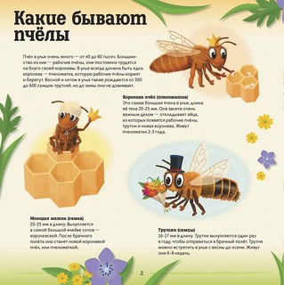 Улей. Как живут пчёлы? 2