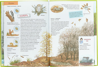 Лесной календарь: Животные и растения круглый год 3