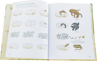 Кто вылупился из яйца? 4