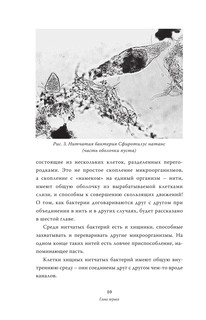 Мифы о микробах и вирусах: как живет наш внутренний мир 11