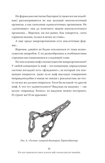 Мифы о микробах и вирусах: как живет наш внутренний мир 12