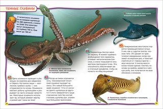 Ночные животные (100 фактов) 2