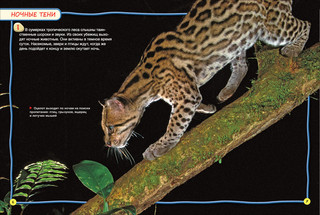 Ночные животные (100 фактов) 3