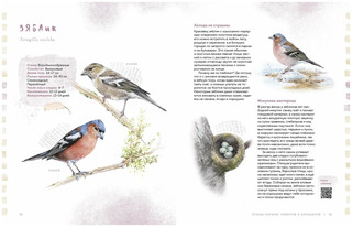 Птицы в городе. Где найти и как узнать 2