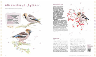 Птицы в городе. Где найти и как узнать 3