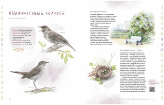 Птицы в городе. Где найти и как узнать 4